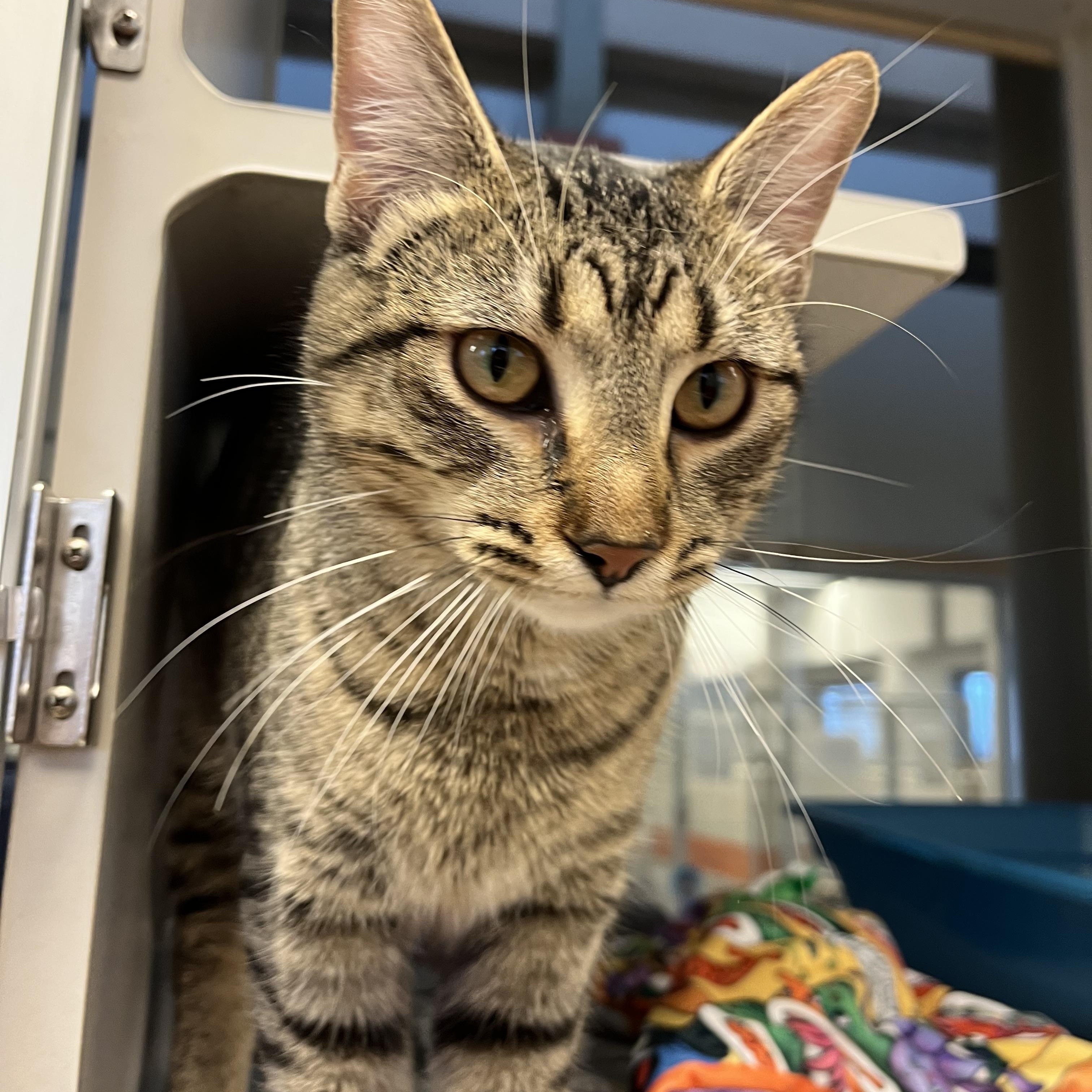 Scone Located @ PetSmart Near Lindale Mall — thumbnail 3