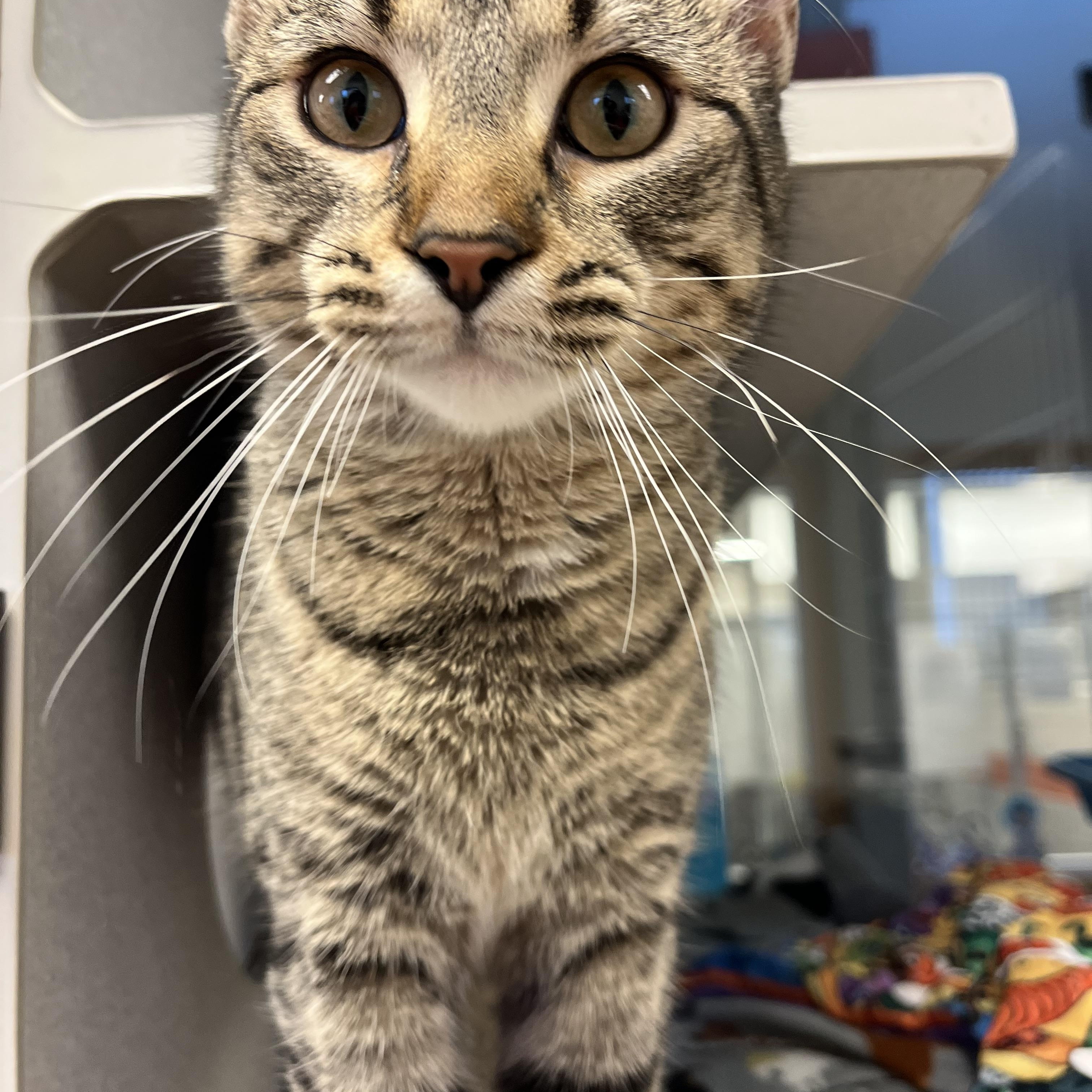 Scone Located @ PetSmart Near Lindale Mall — thumbnail 4