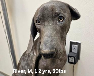 River, Adoptable, Young Male Weimaraner.