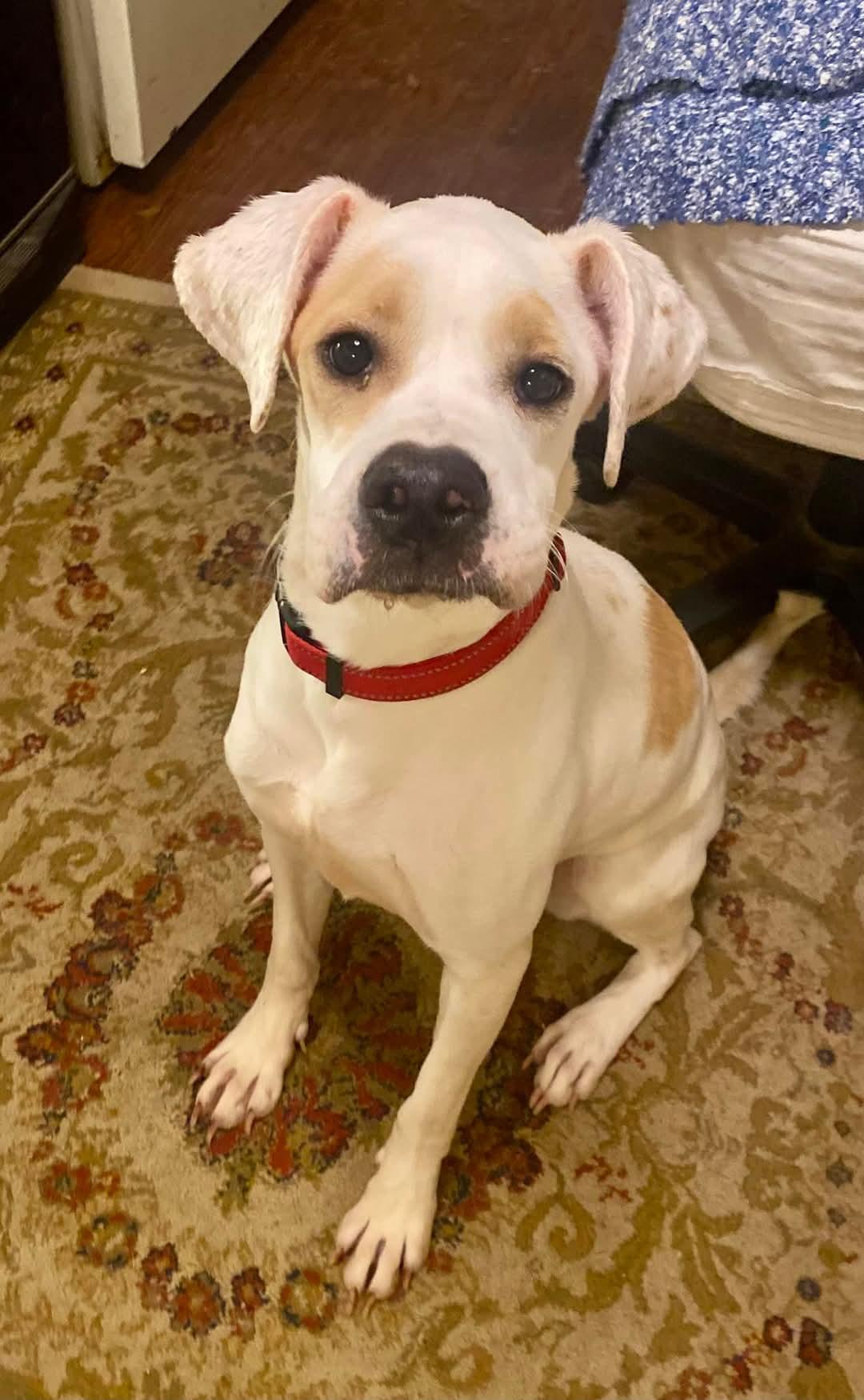 Enlarge Churro, a Adopted mixed breed in Memphis, TN image 1/3