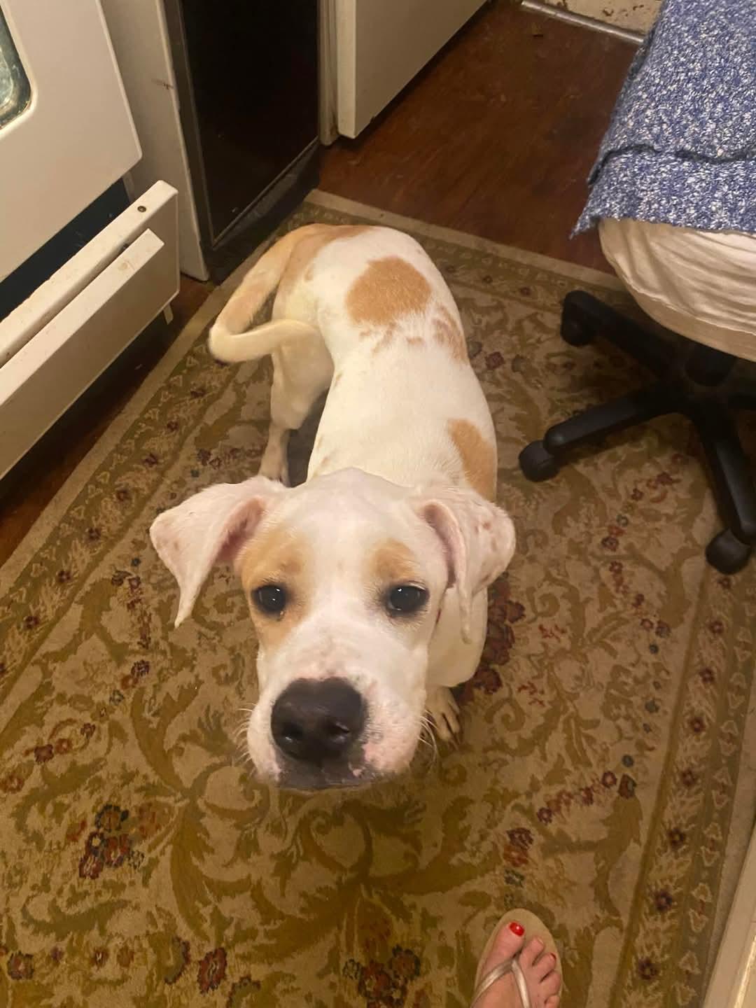 Enlarge Churro, a Adopted mixed breed in Memphis, TN image 2/3