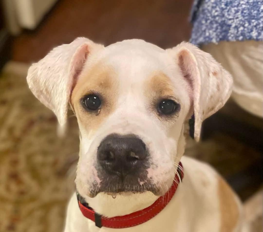 Enlarge Churro, a Adopted mixed breed in Memphis, TN image 3/3