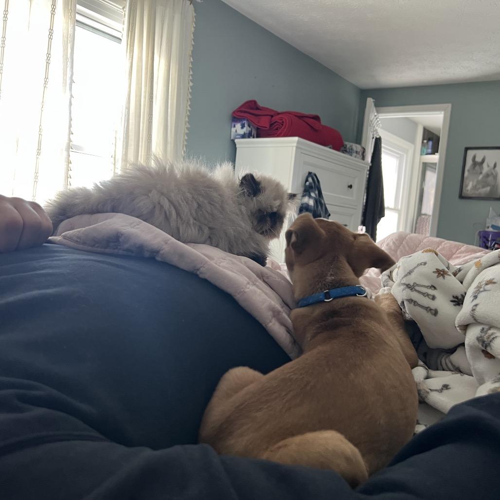 Enlarge Porter, a Adoptable Cattle Dog in Avon, OH image 2/4