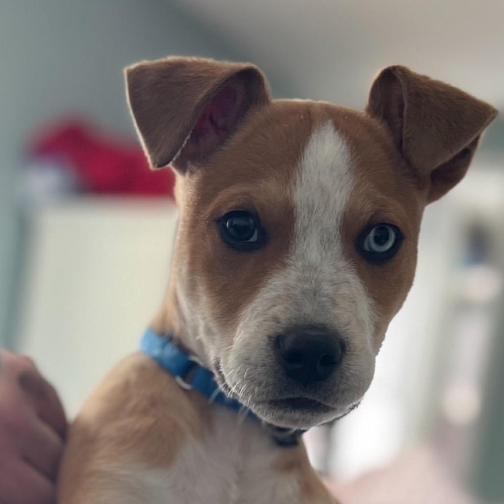 Enlarge Porter, a Adoptable Cattle Dog in Avon, OH image 3/4