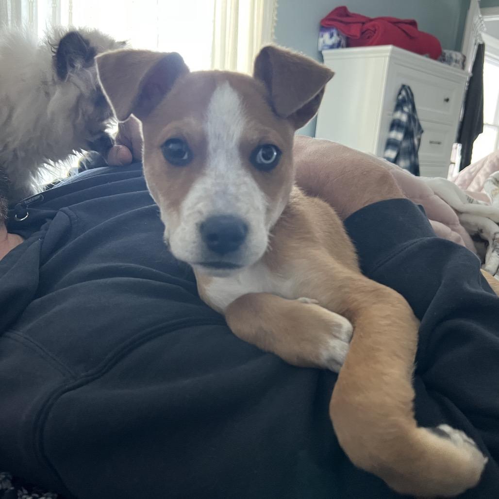 Enlarge Porter, a Adoptable Cattle Dog in Avon, OH image 1/4