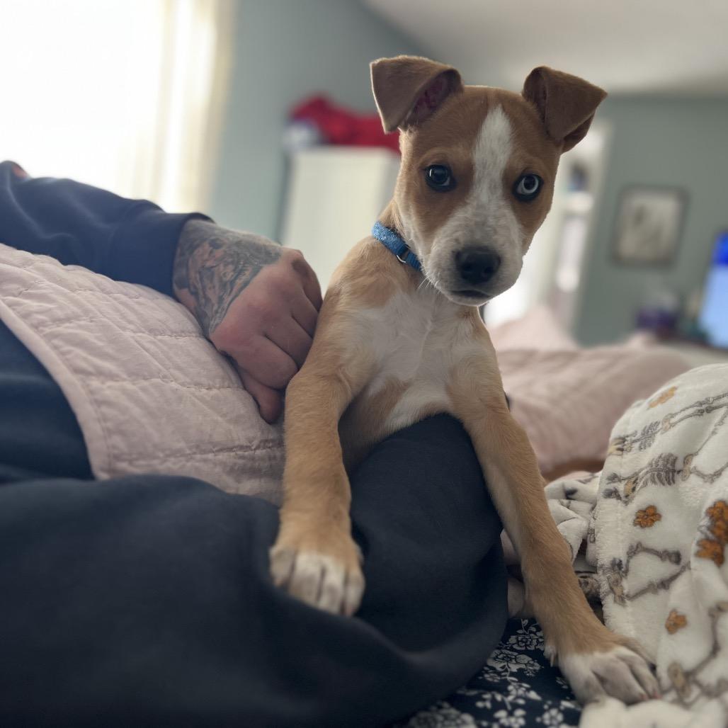Enlarge Porter, a Adoptable Cattle Dog in Avon, OH image 4/4