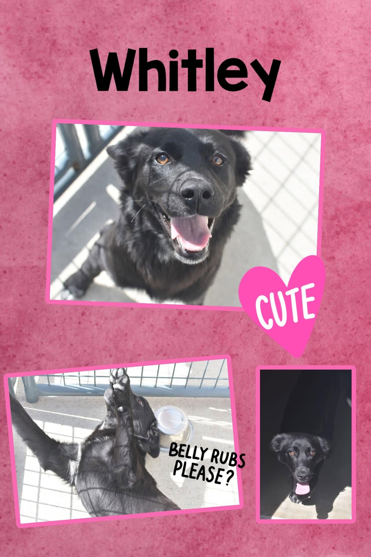 Whitley, ADOPTABLE, Puppy Female Shepherd.