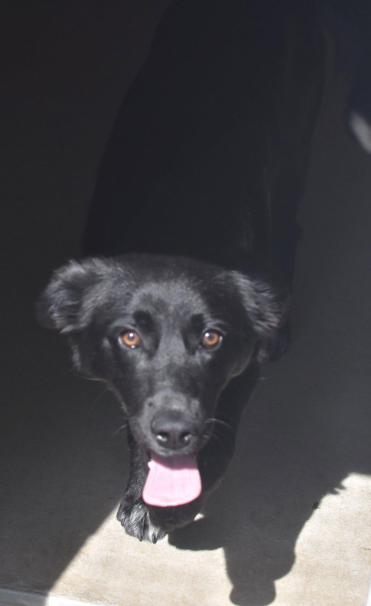 Enlarge Whitley, a ADOPTABLE Shepherd in Monticello, IN image 3/3
