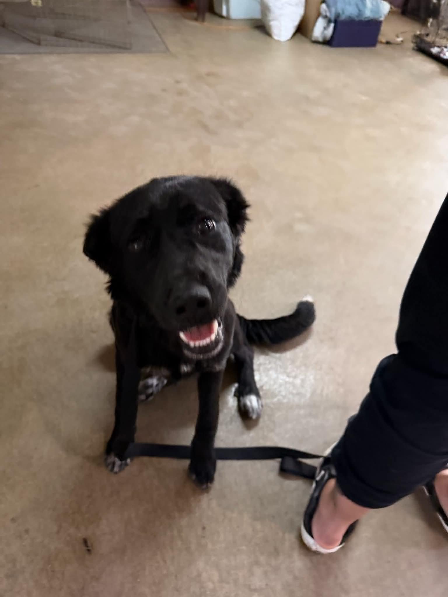 Enlarge Whitley, a ADOPTABLE Shepherd in Monticello, IN image 2/3