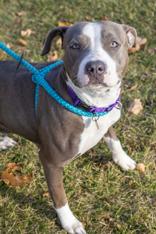 Enlarge Cyrinthia, a Adoptable Mixed Breed in Manitowoc, WI image 1/1