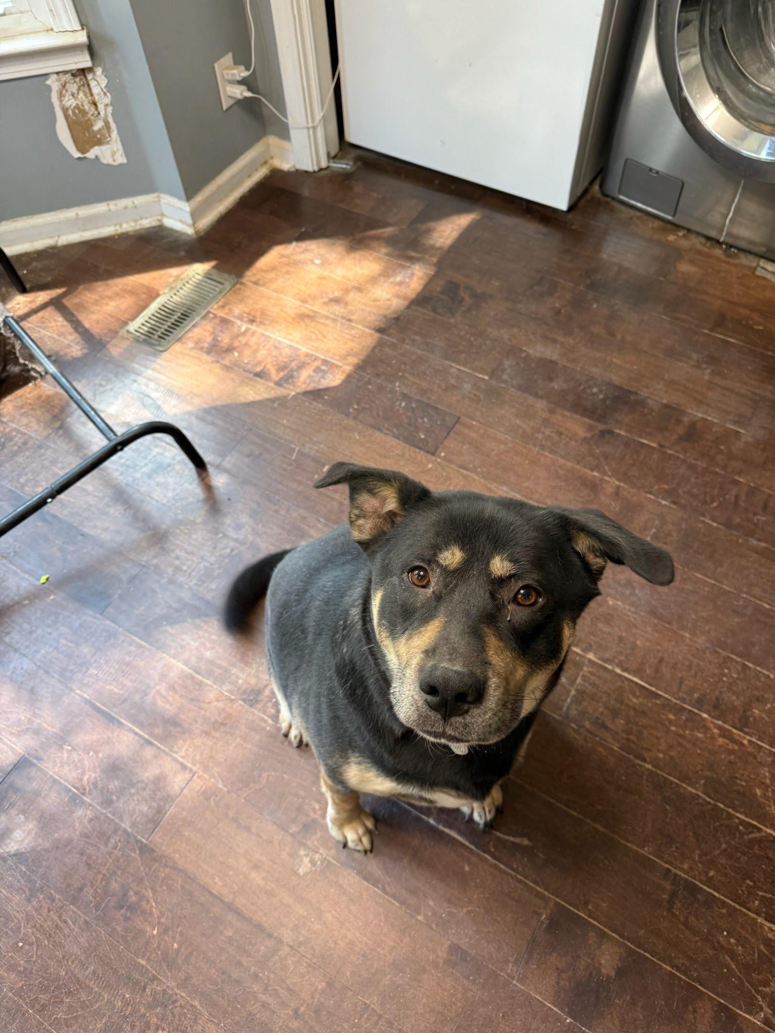 Daisy, adoptable, Adult Female Alaskan Malamute & Rottweiler.