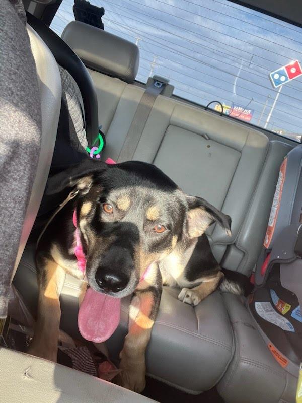 Daisy, an adopted mixed breed in Erin, TN image 2/3