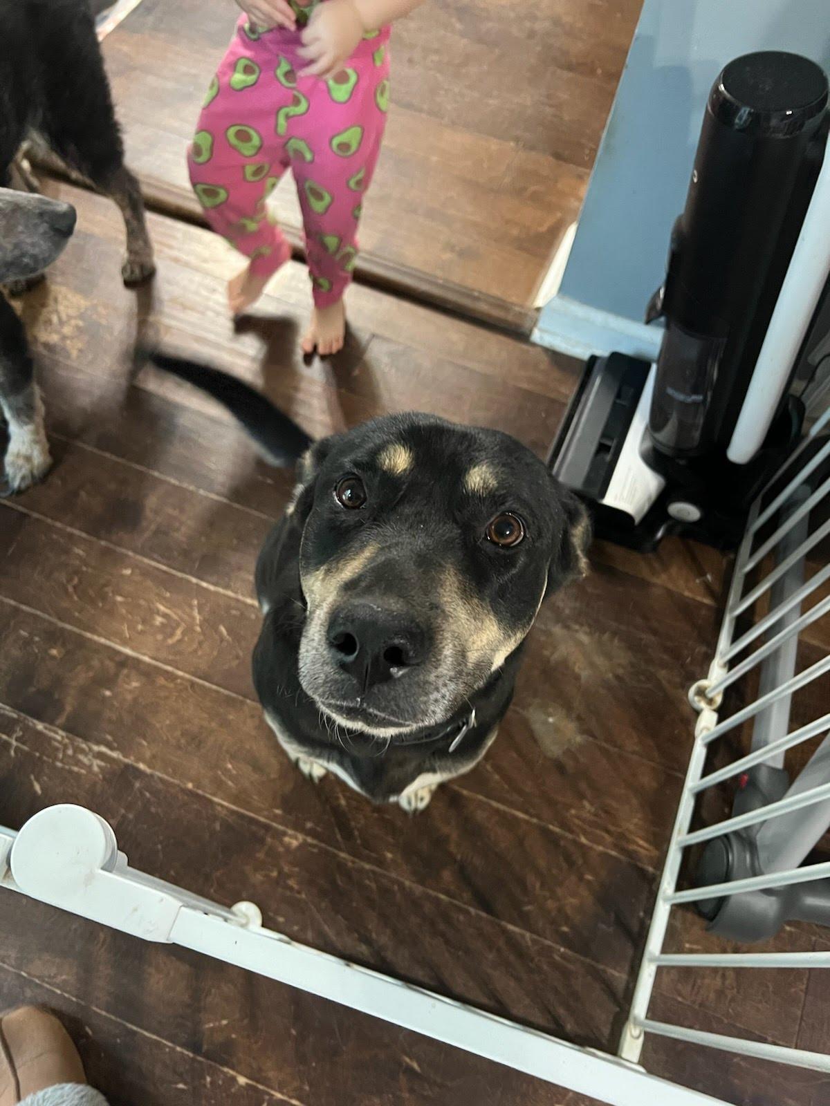 Daisy, an adopted mixed breed in Erin, TN image 3/3