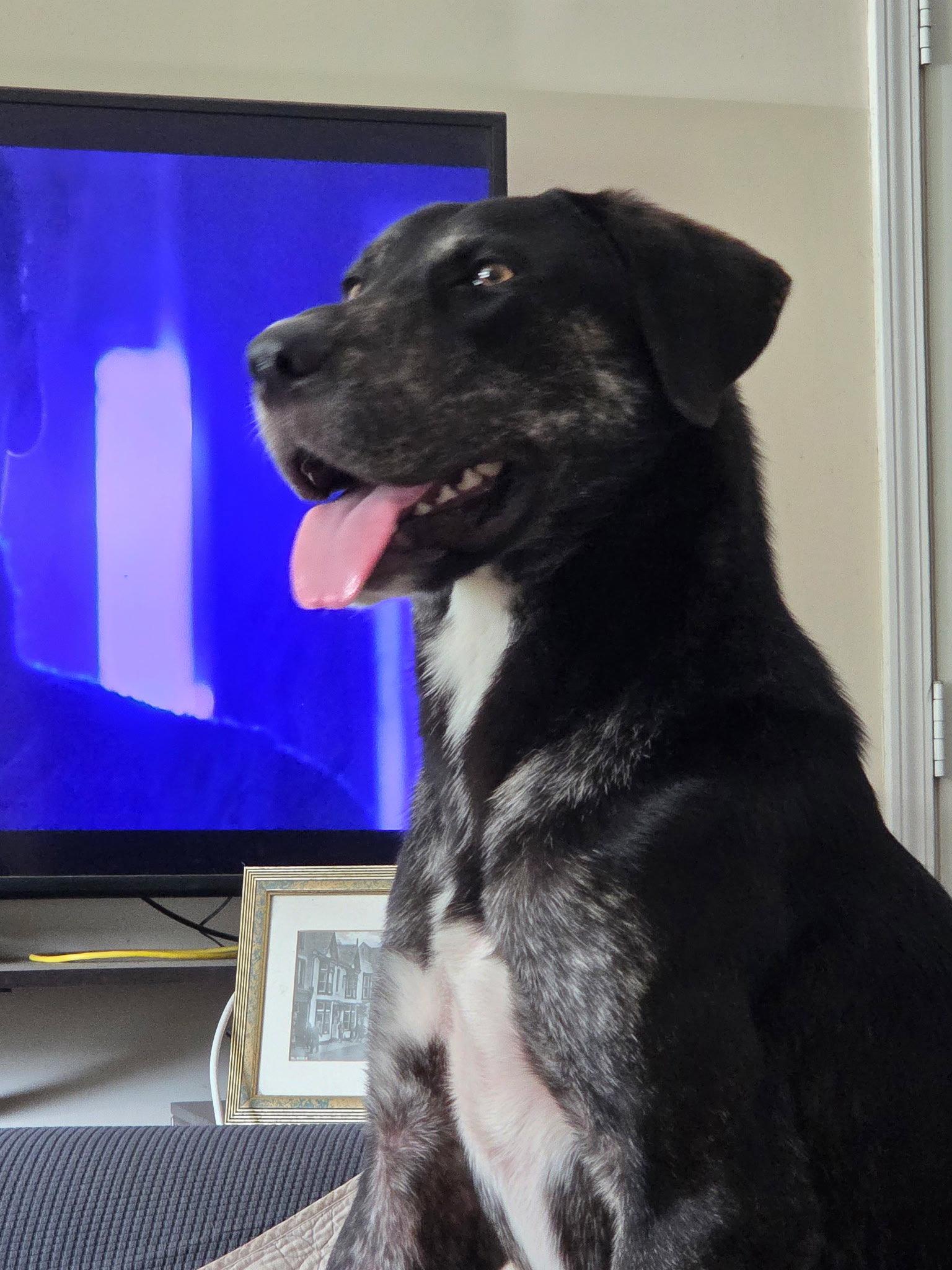 Dallas, Adoptable, Adult Male Labrador Retriever & Great Dane.