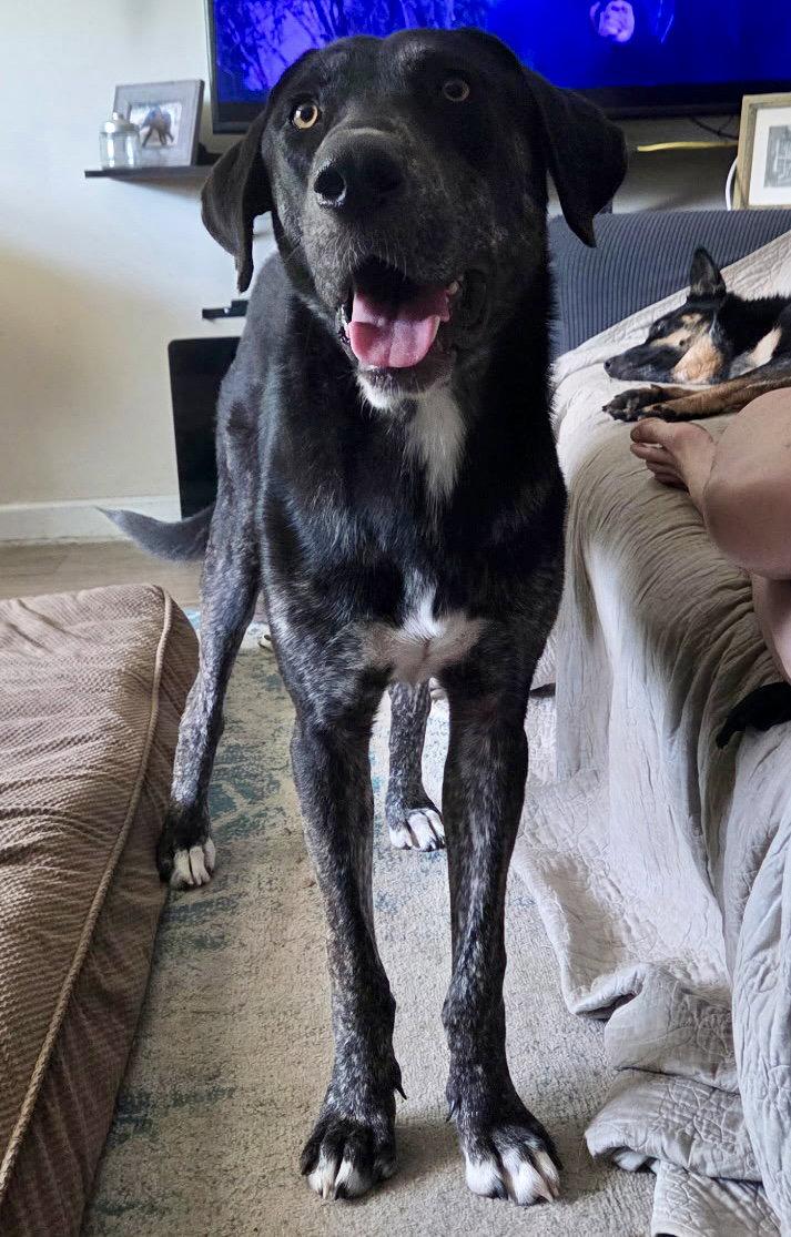 Enlarge Dallas, a Adoptable mixed breed in Bolivia, NC image 2/3