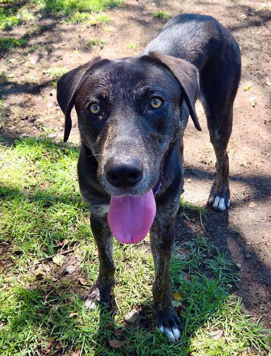 Enlarge Dallas, a Adoptable mixed breed in Bolivia, NC image 3/3