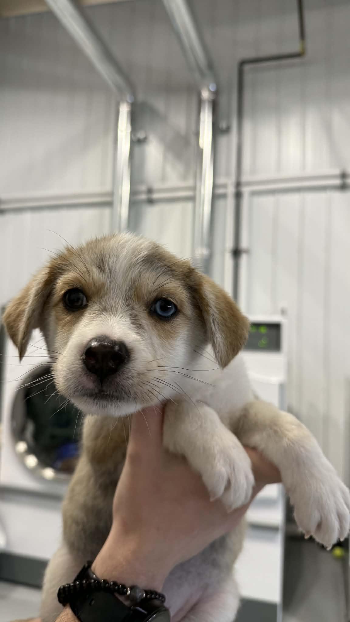 Enlarge Wesley Evers, an adopted mixed breed in Kalamazoo, MI image 1/1