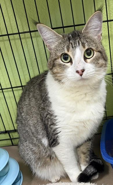 Enlarge bernadette, a Adoptable Domestic Short Hair in Jackson, CA image 1/2