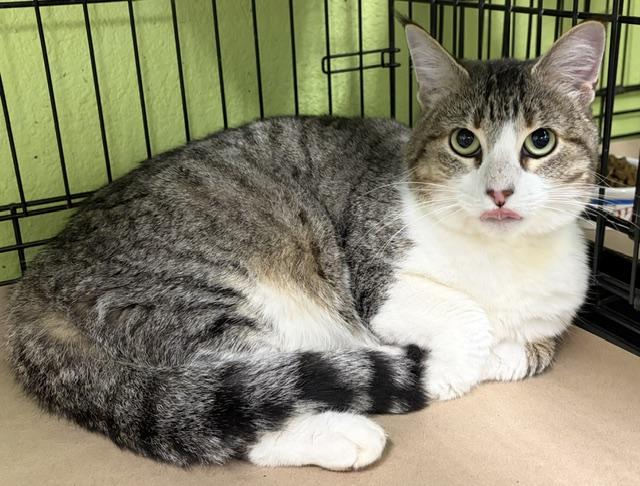 Enlarge bernadette, a Adoptable Domestic Short Hair in Jackson, CA image 2/2