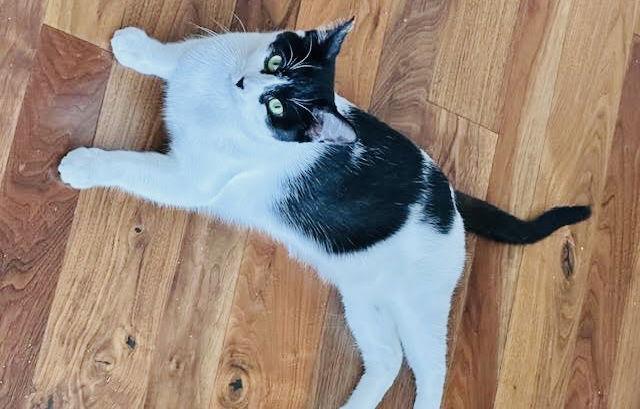 Zara, Adoptable, Adult Female Domestic Short Hair.