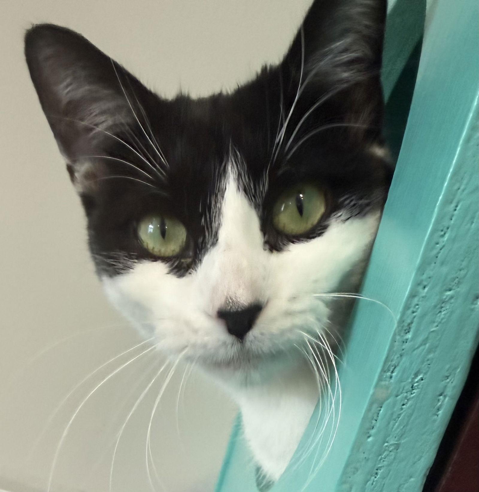 Enlarge Zara, a Adoptable Domestic Short Hair in Princeton, MN image 3/3