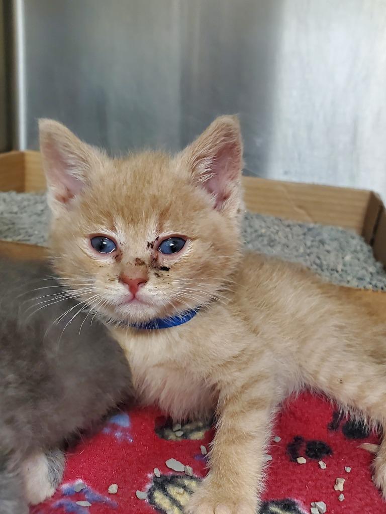 2024-05-217 *Teddy*, Adopted, Young Male Domestic Short Hair.