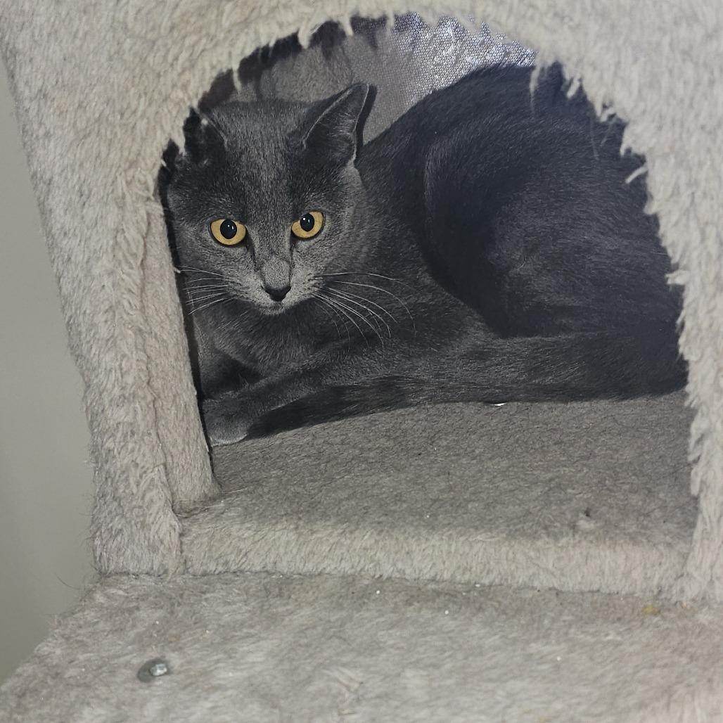 Enlarge Tiffany, a Adoptable Domestic Short Hair in Midland, TX image 1/1