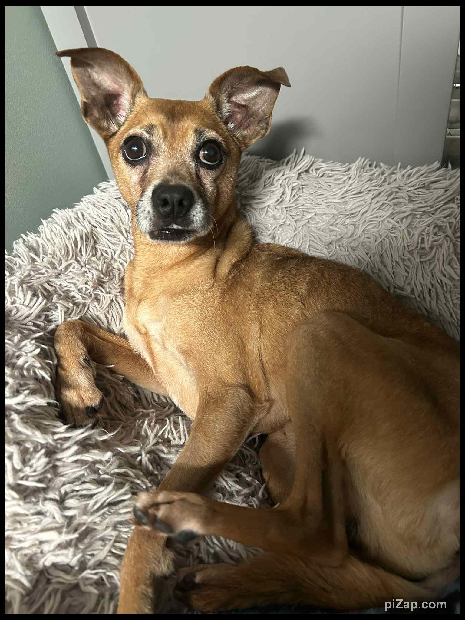Enlarge Viper, a Adoptable mixed breed in Shippenville, PA image 4/6