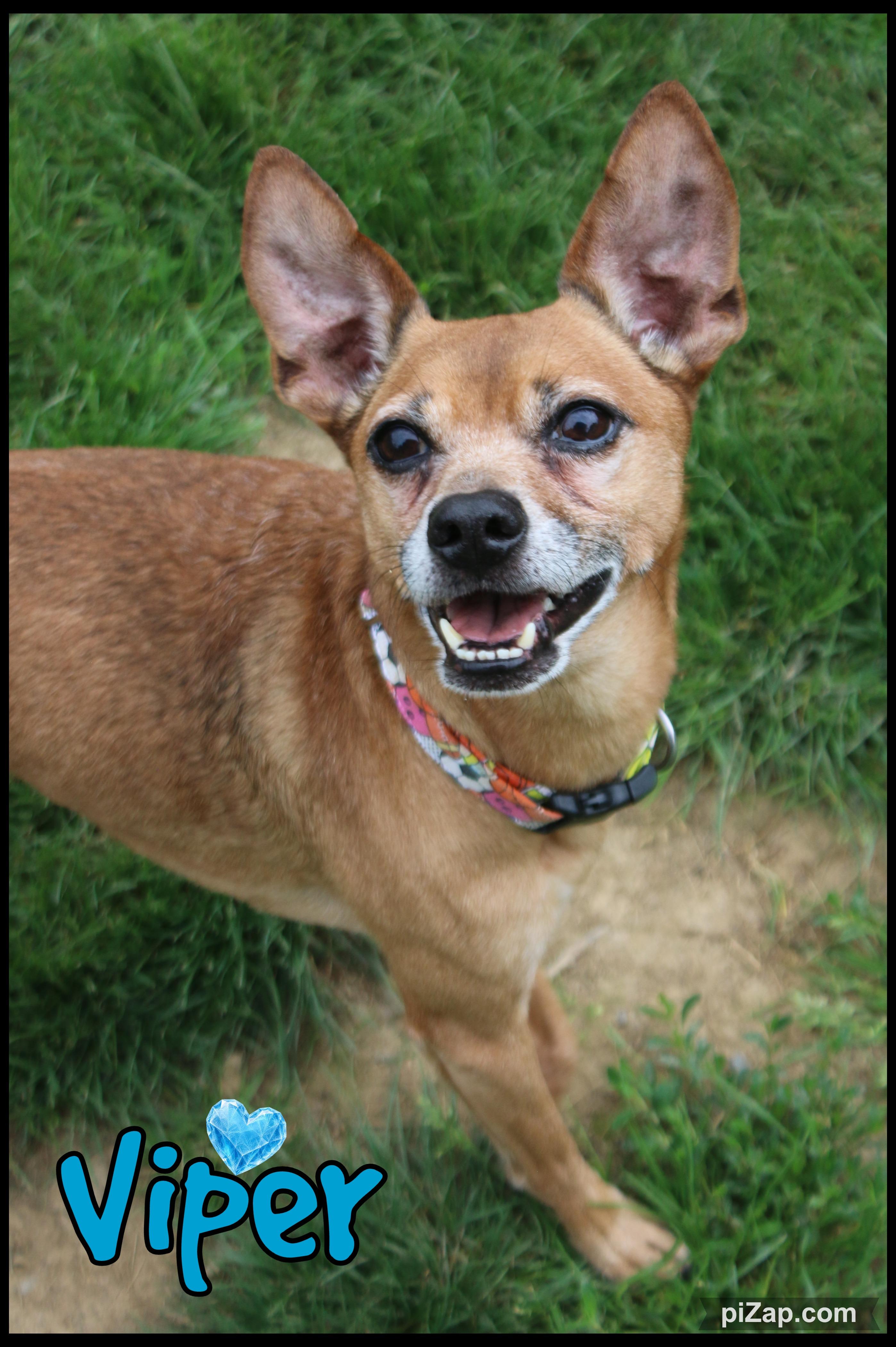 Enlarge Viper, a Adoptable mixed breed in Shippenville, PA image 1/6
