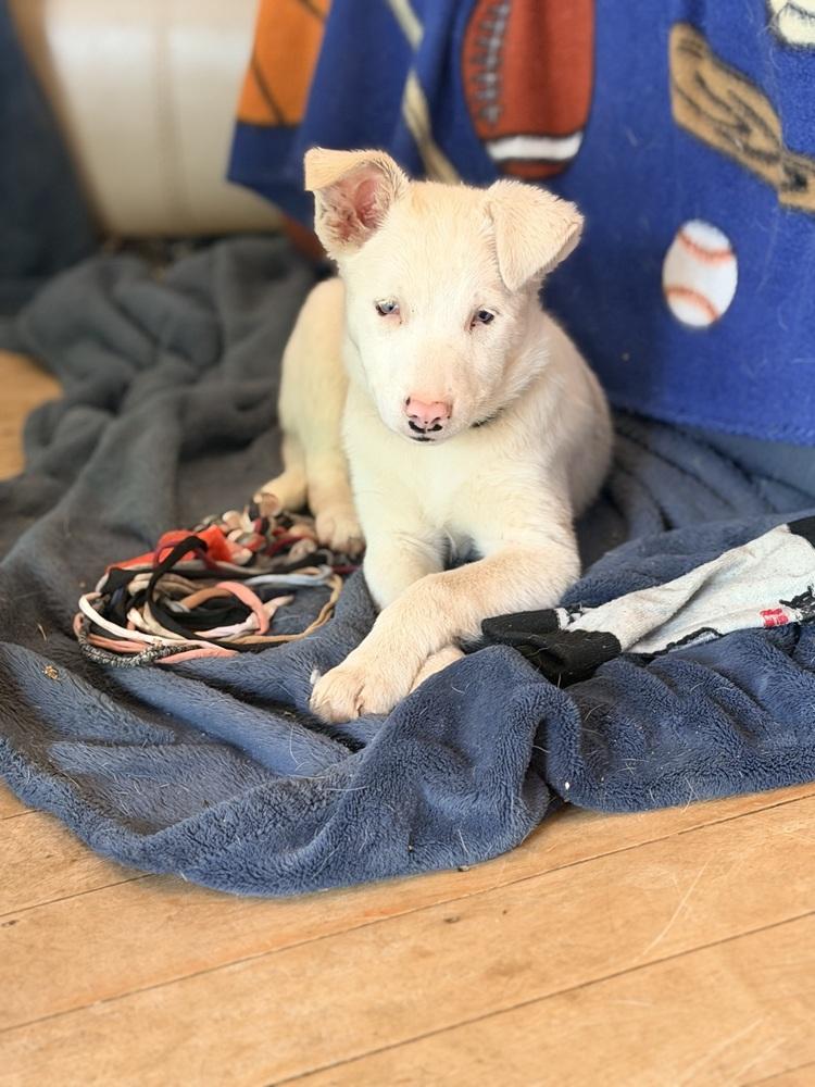 Rumor, Adoptable, Puppy Female Australian Shepherd.