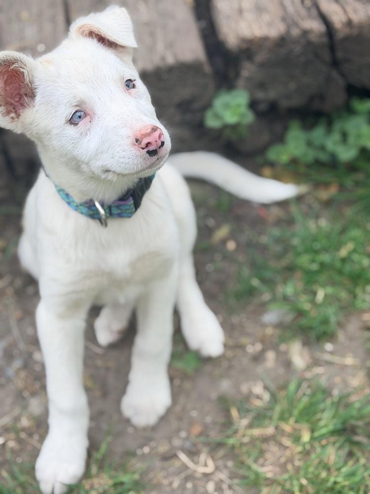Rumor, a Adoptable Australian Shepherd in Grove City, OH image 5/6