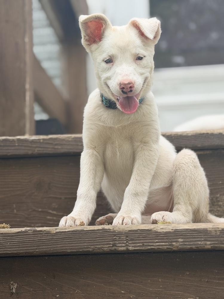 Rumor, Adoptable, Puppy Female Australian Shepherd.