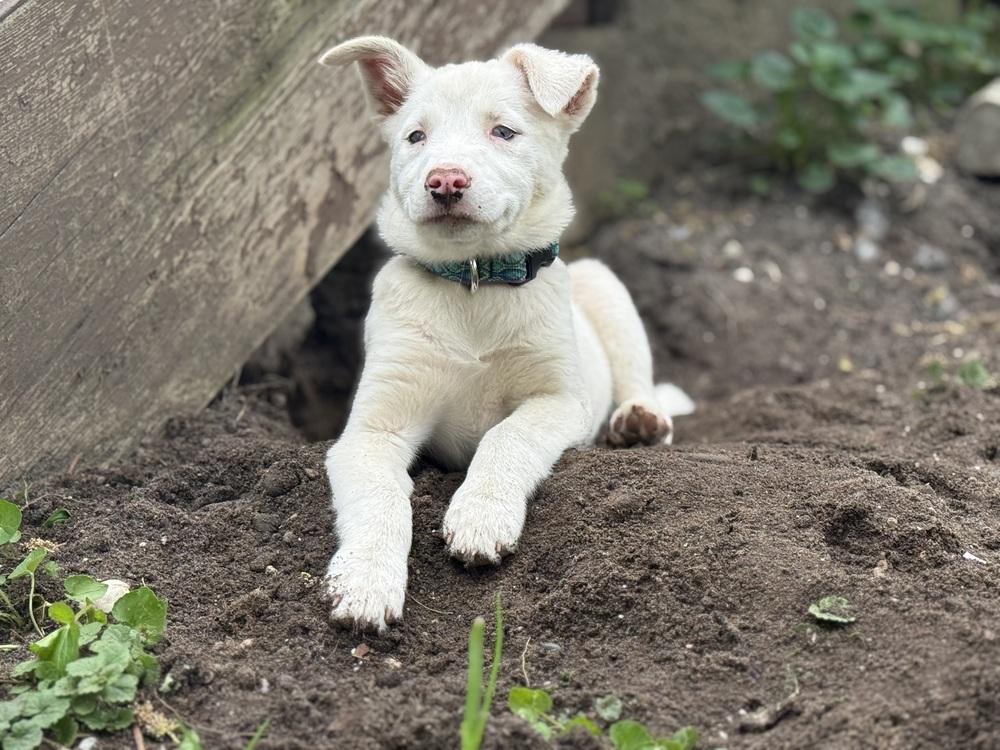 Rumor, a Adoptable Australian Shepherd in Grove City, OH image 6/6