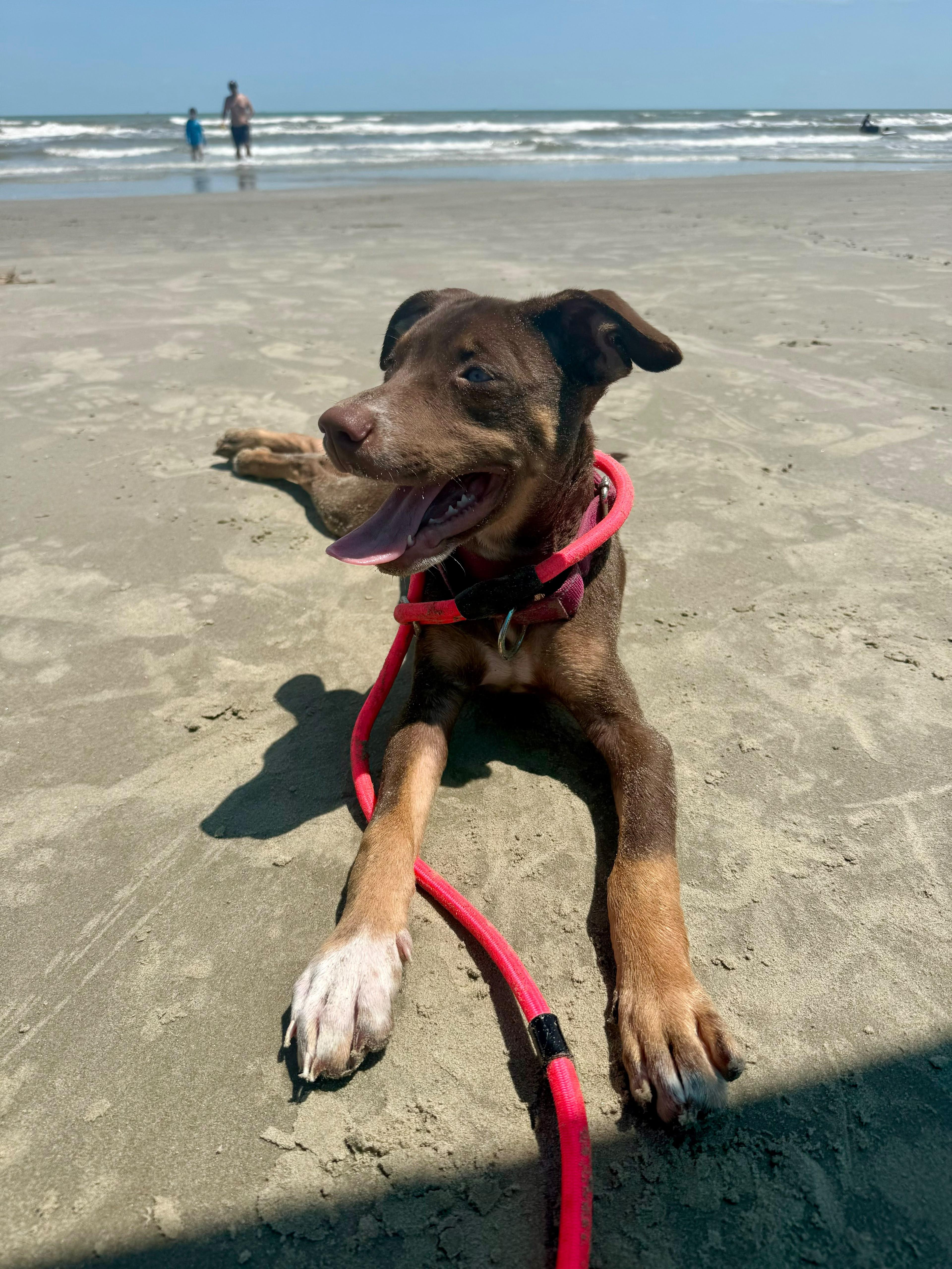 Enlarge Siren, an adopted mixed breed in Porkland, OR image 5/5