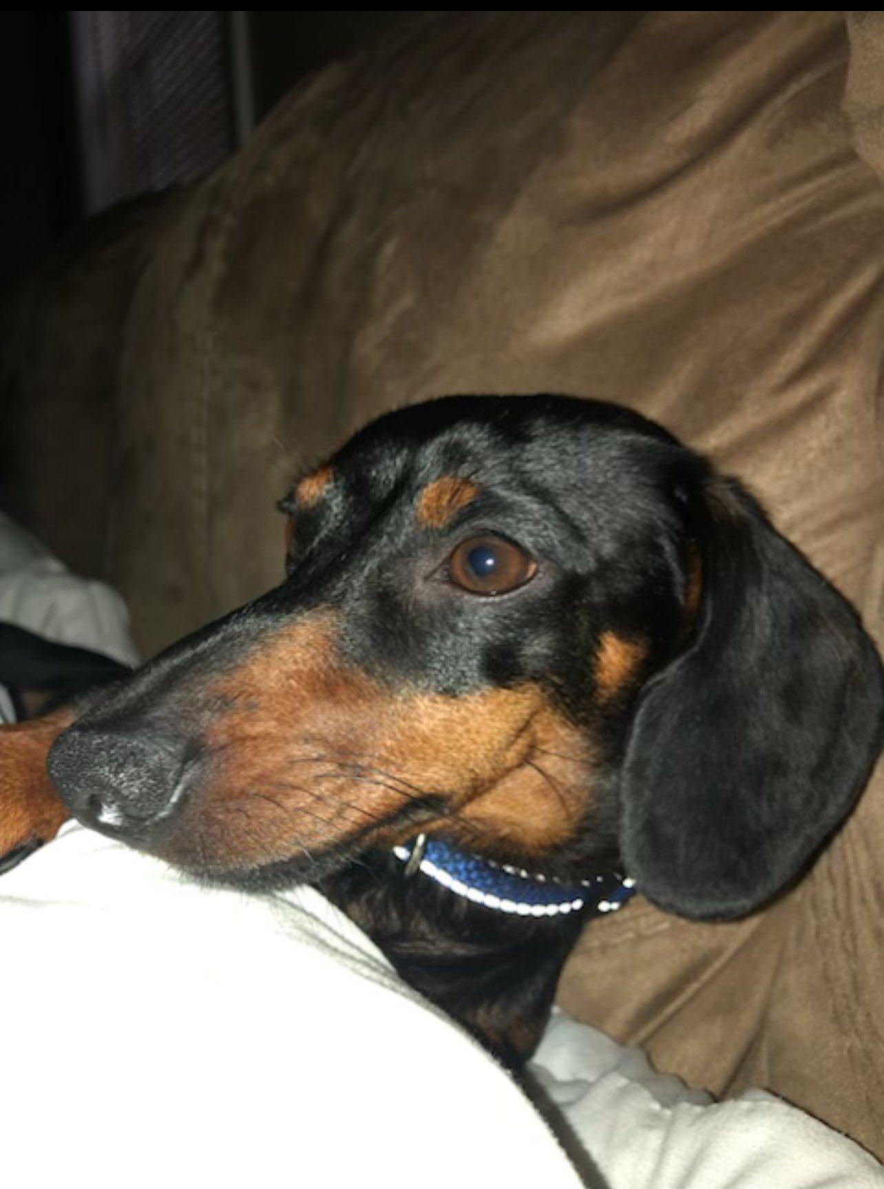 Archie, adoptable, Adult Male Dachshund.