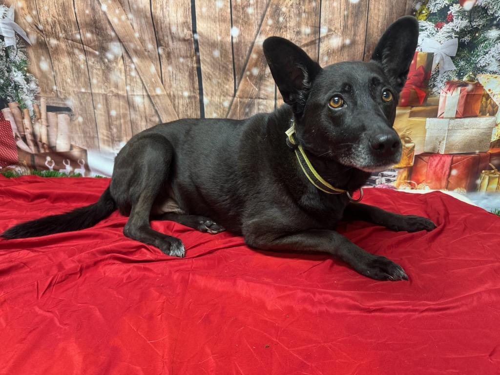 Manny, a ADOPTABLE mixed breed in Urbana, OH image 1/2