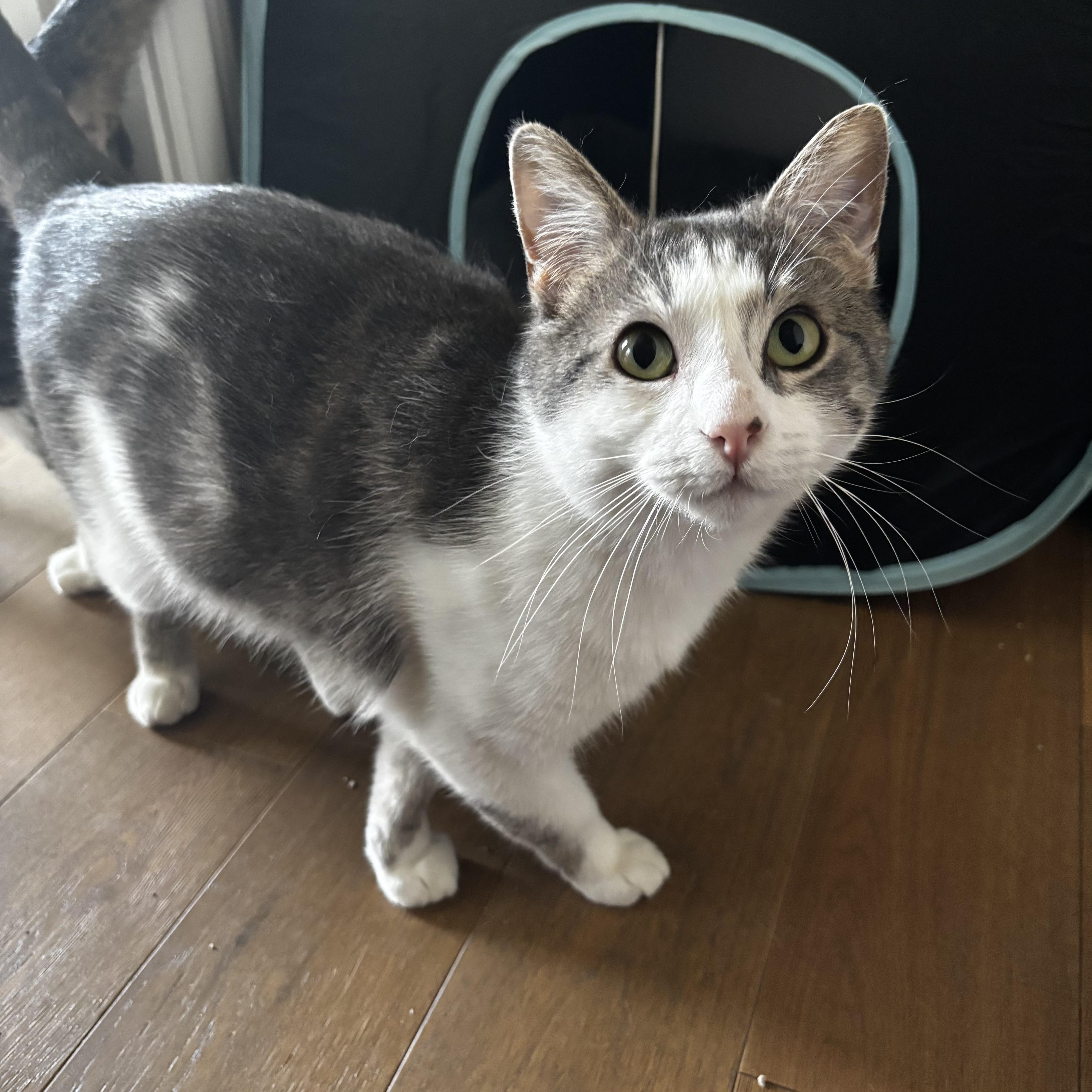 Dot Com, a Adoptable Domestic Short Hair in Bentonville, AR image 3/6