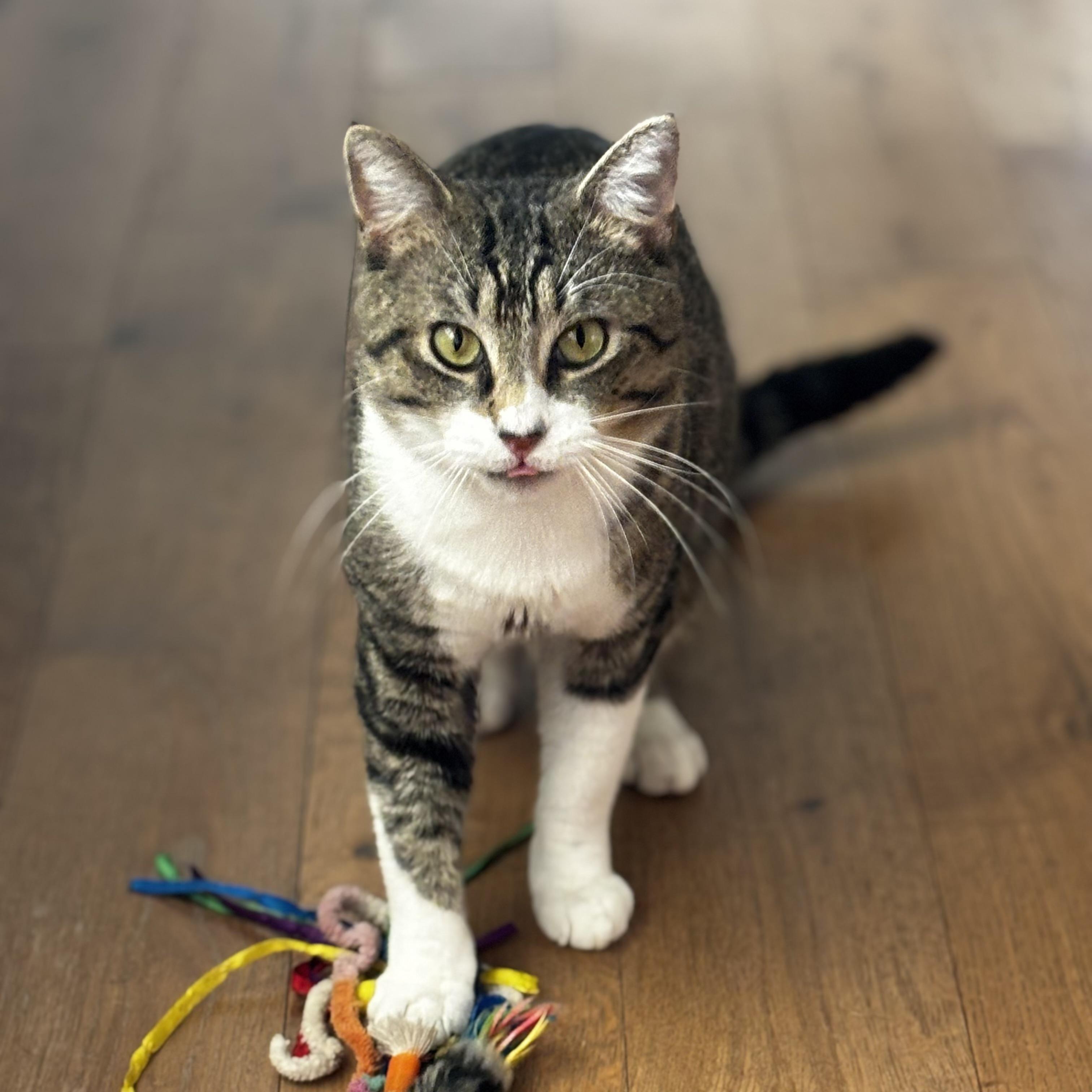 Dot Com and Grizz, an adoptable Domestic Short Hair in Bentonville, AR, 72712 | Photo Image 3