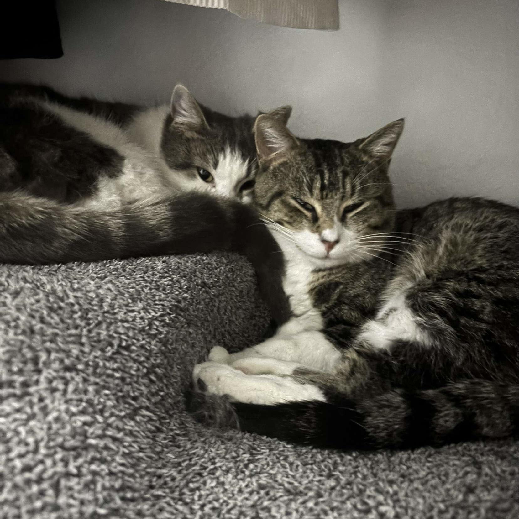 Dot Com, a Adoptable Domestic Short Hair in Bentonville, AR image 5/6