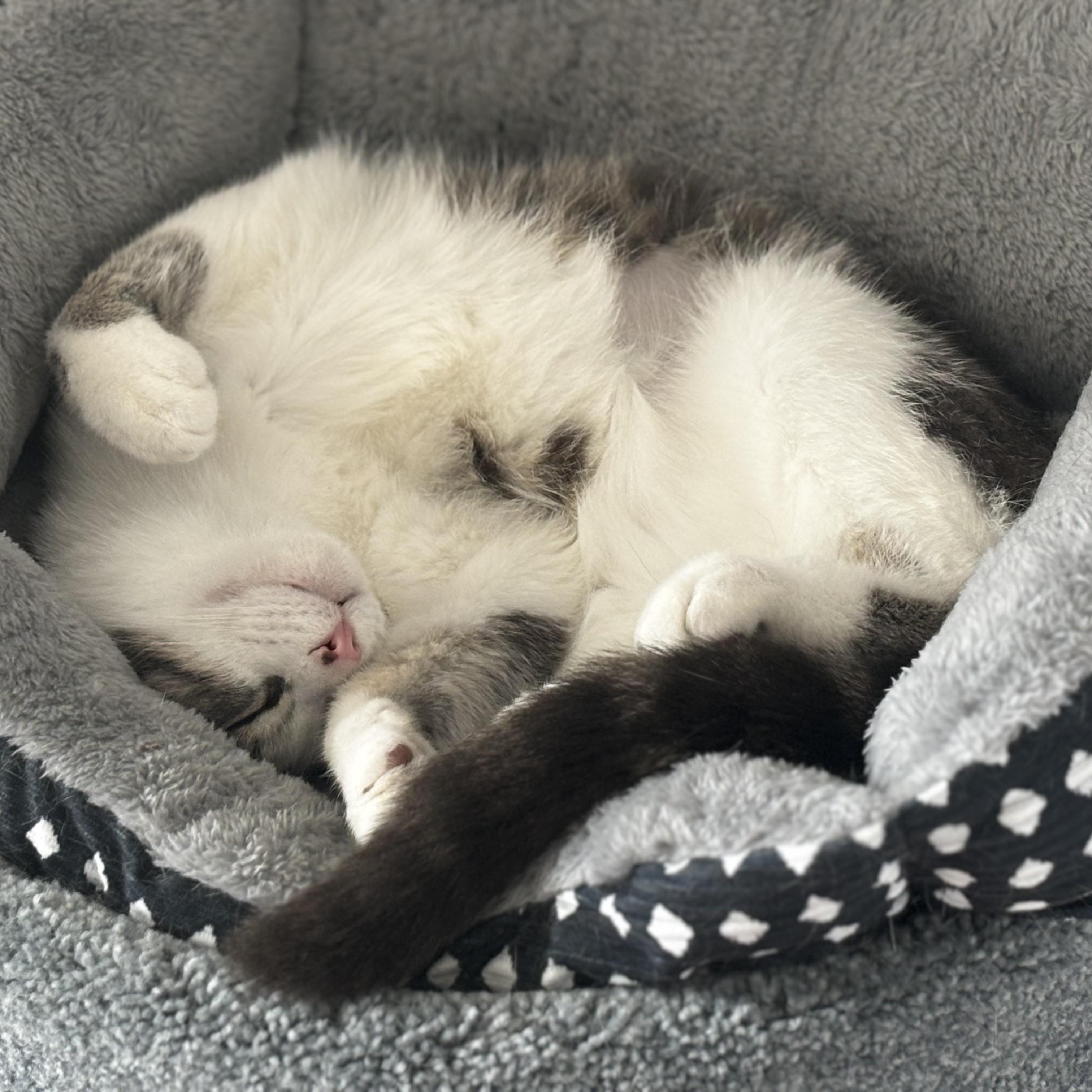 Dot Com and Grizz, an adoptable Domestic Short Hair in Bentonville, AR, 72712 | Photo Image 5