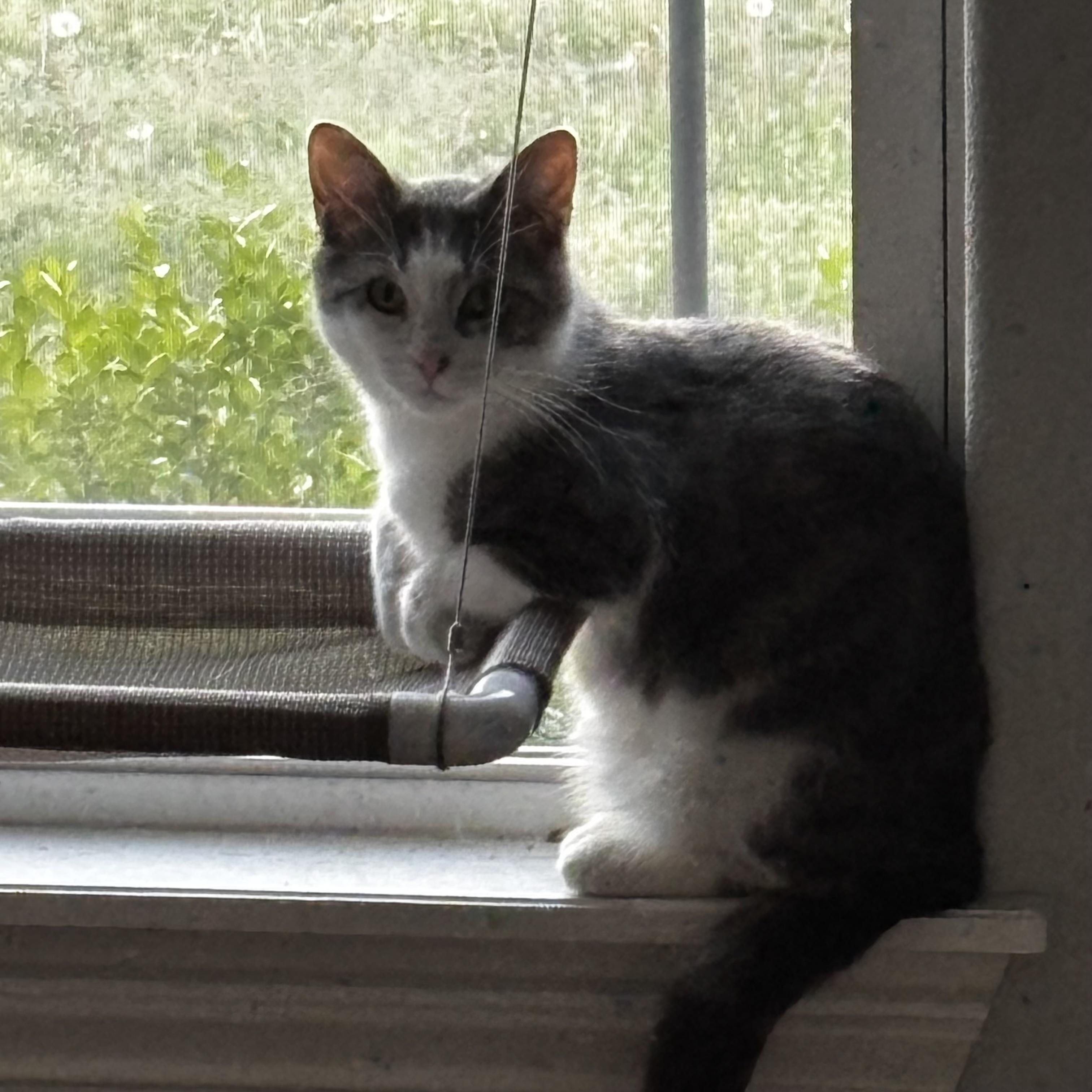 Dot Com and Grizz, an adoptable Domestic Short Hair in Bentonville, AR, 72712 | Photo Image 6