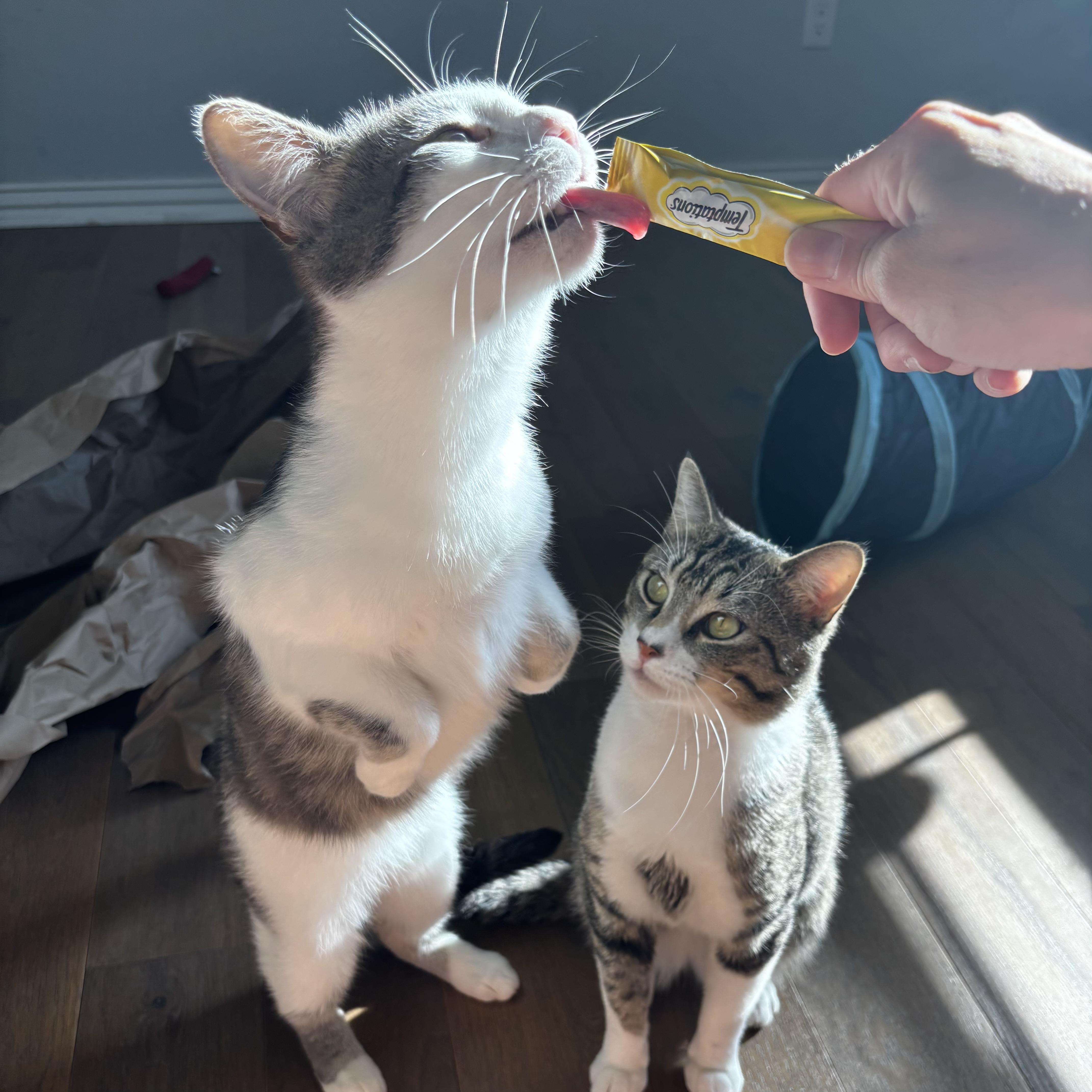 Dot Com, a Adoptable Domestic Short Hair in Bentonville, AR image 2/6