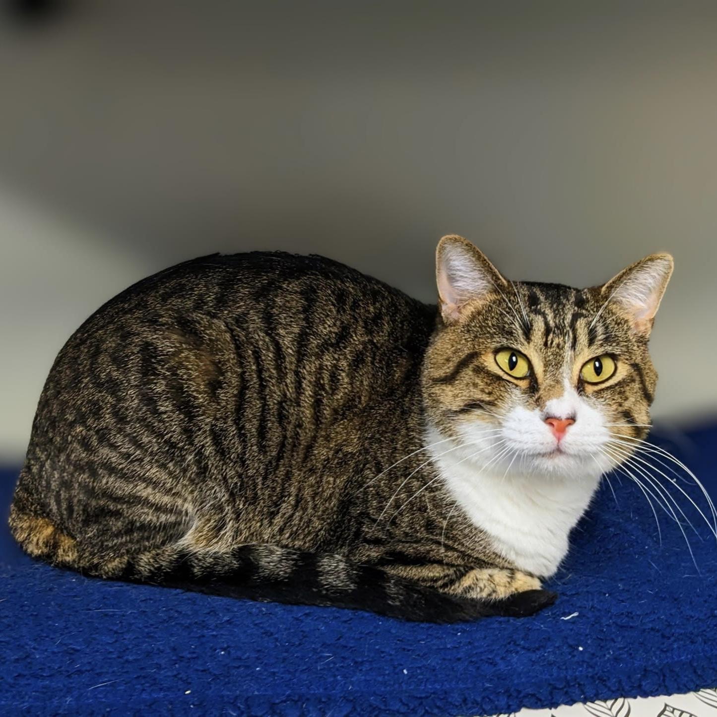 Dot Com, a Adoptable Domestic Short Hair in Bentonville, AR image 1/6