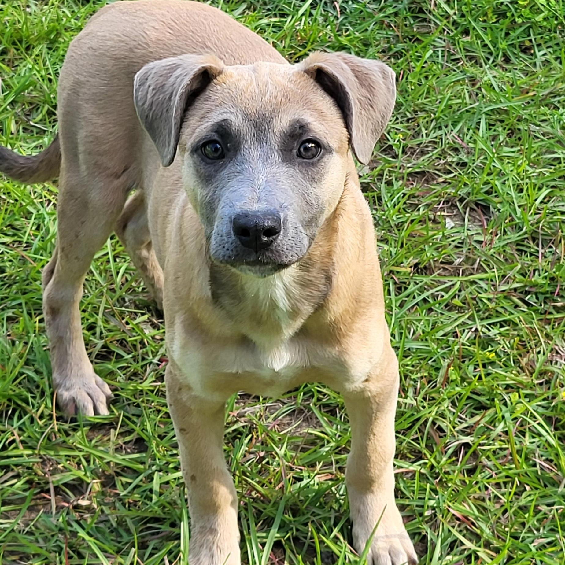 Enlarge Buttercup, a ADOPTABLE Mixed Breed in Marion, MS image 1/1
