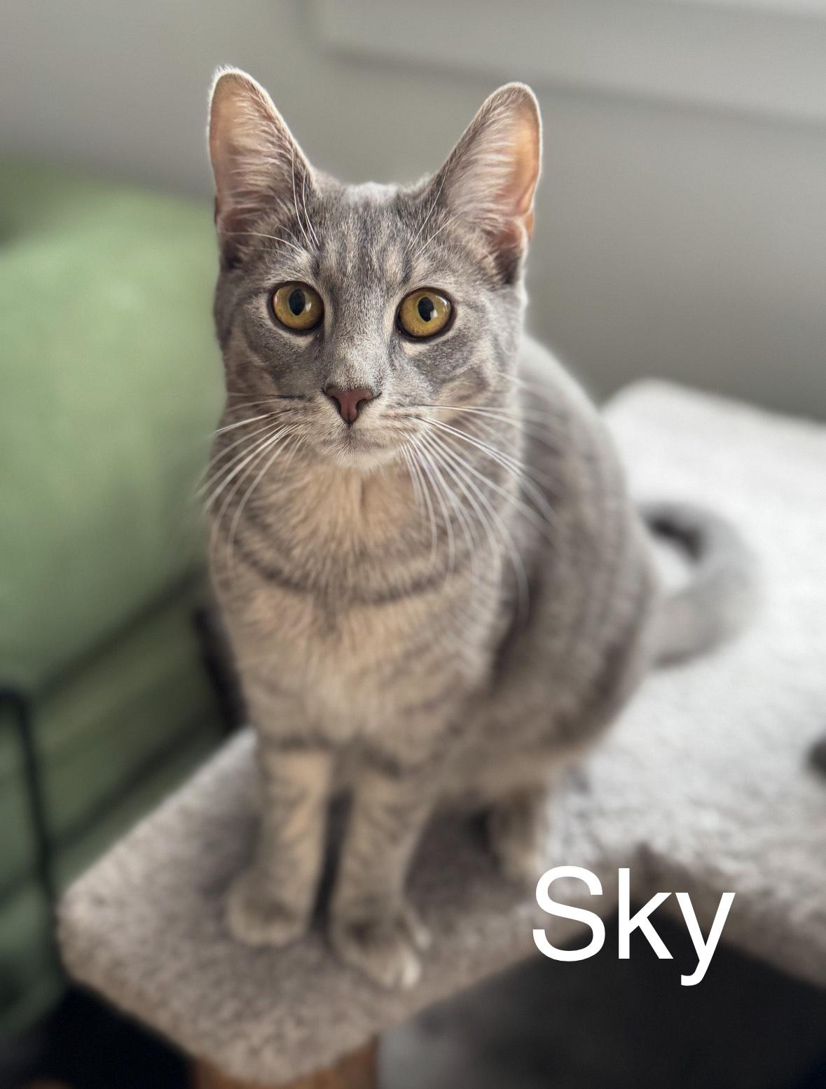 Sky, ADOPTABLE, Kitten Female Domestic Short Hair.