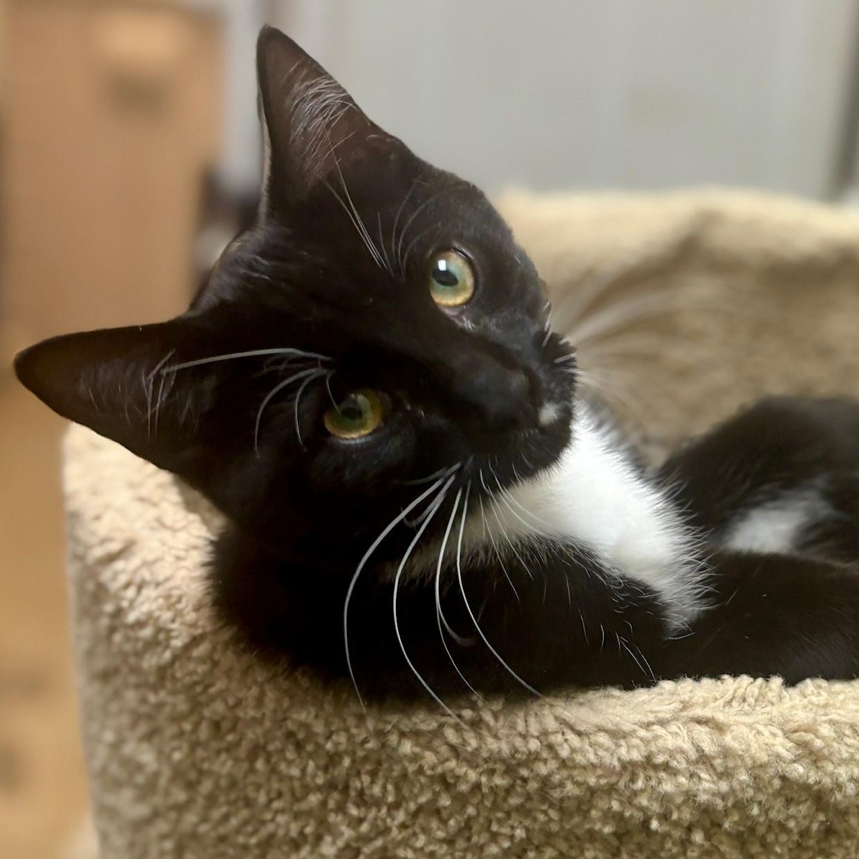 Enlarge Pigeon, a ADOPTABLE Domestic Short Hair in Dover, DE image 1/5