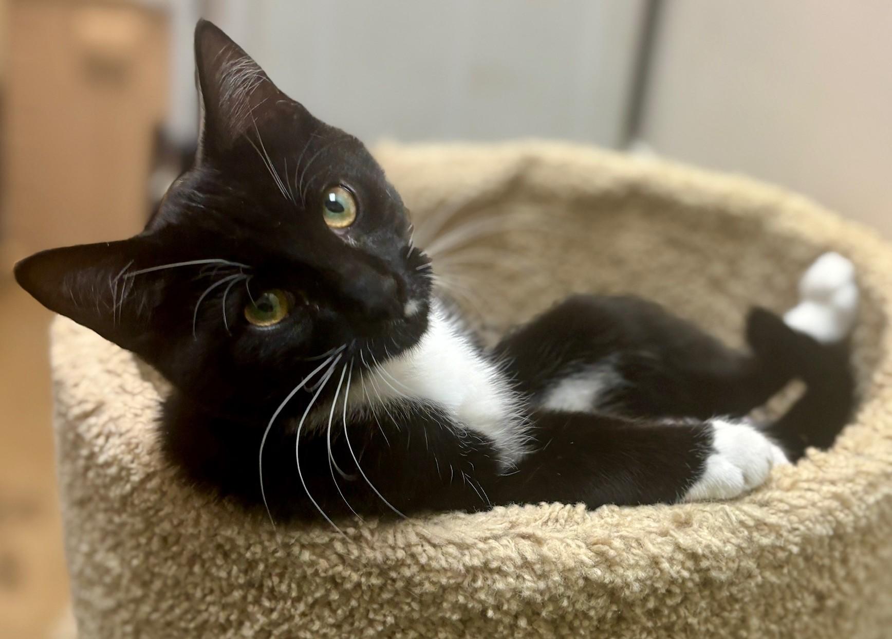 Enlarge Pigeon, a ADOPTABLE Domestic Short Hair in Dover, DE image 5/5