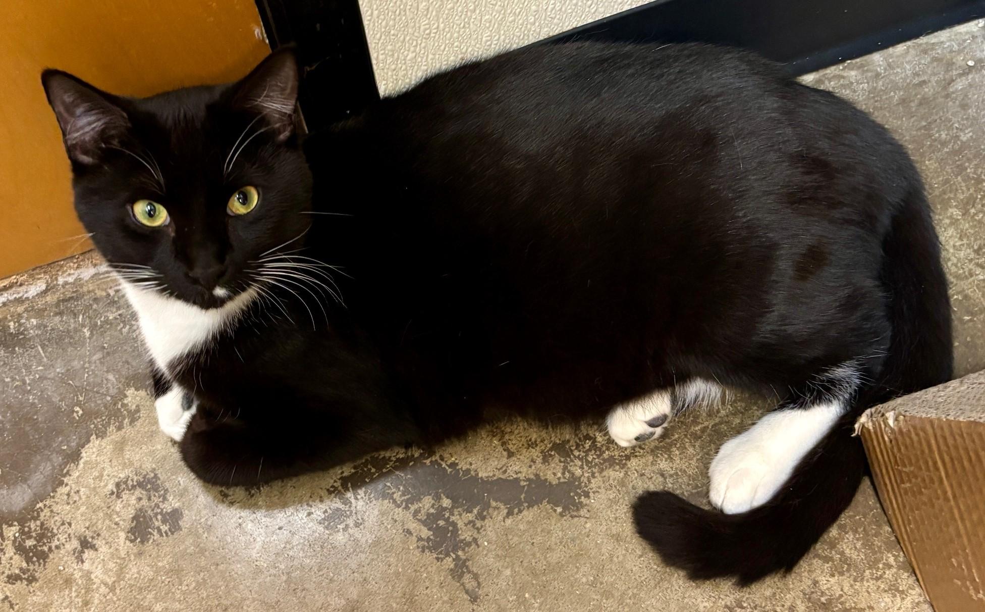 Enlarge Pigeon, an adoptable Domestic Short Hair in Dover, DE image 2/5