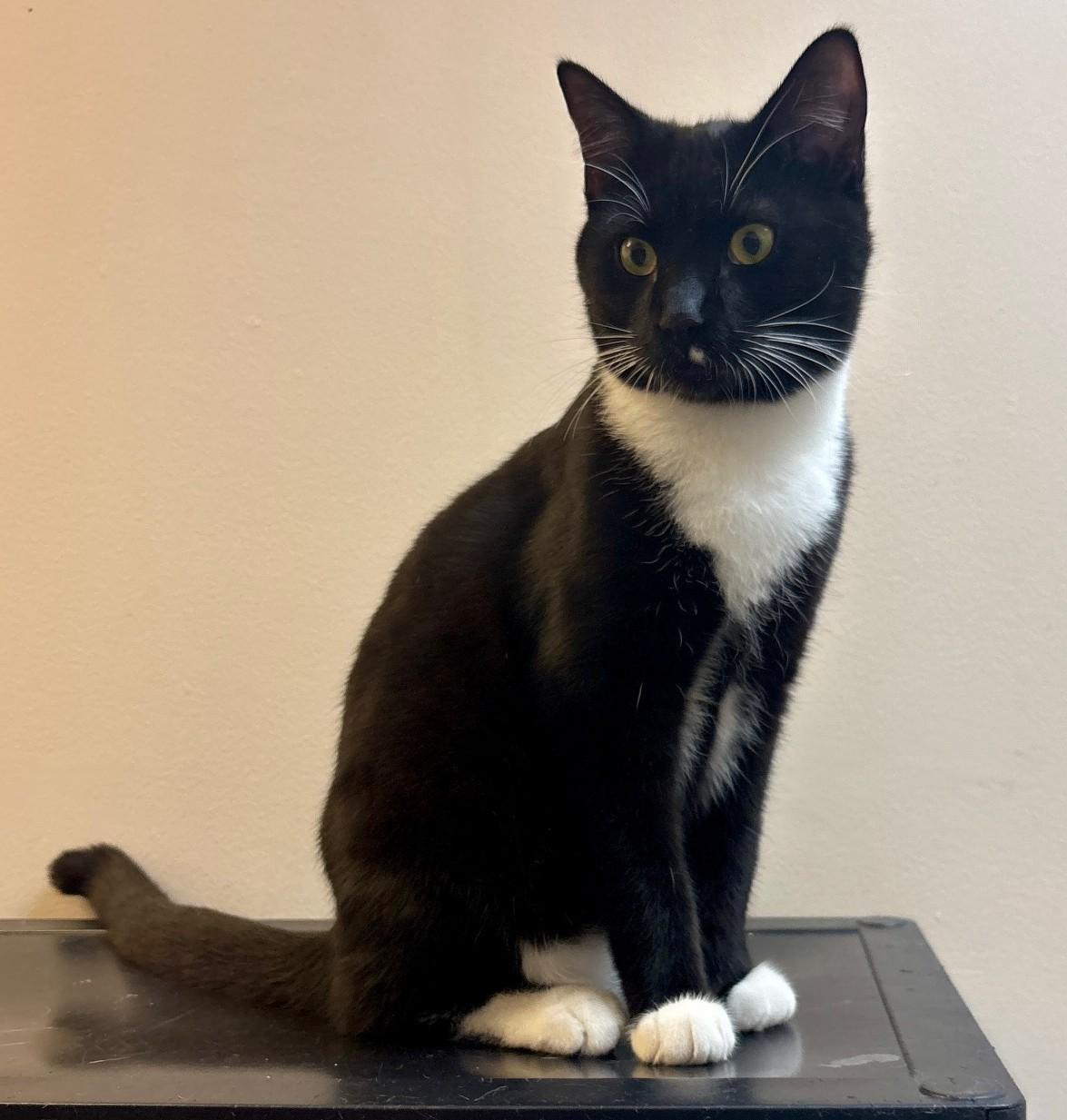 Enlarge Pigeon, an adoptable Domestic Short Hair in Dover, DE image 3/5