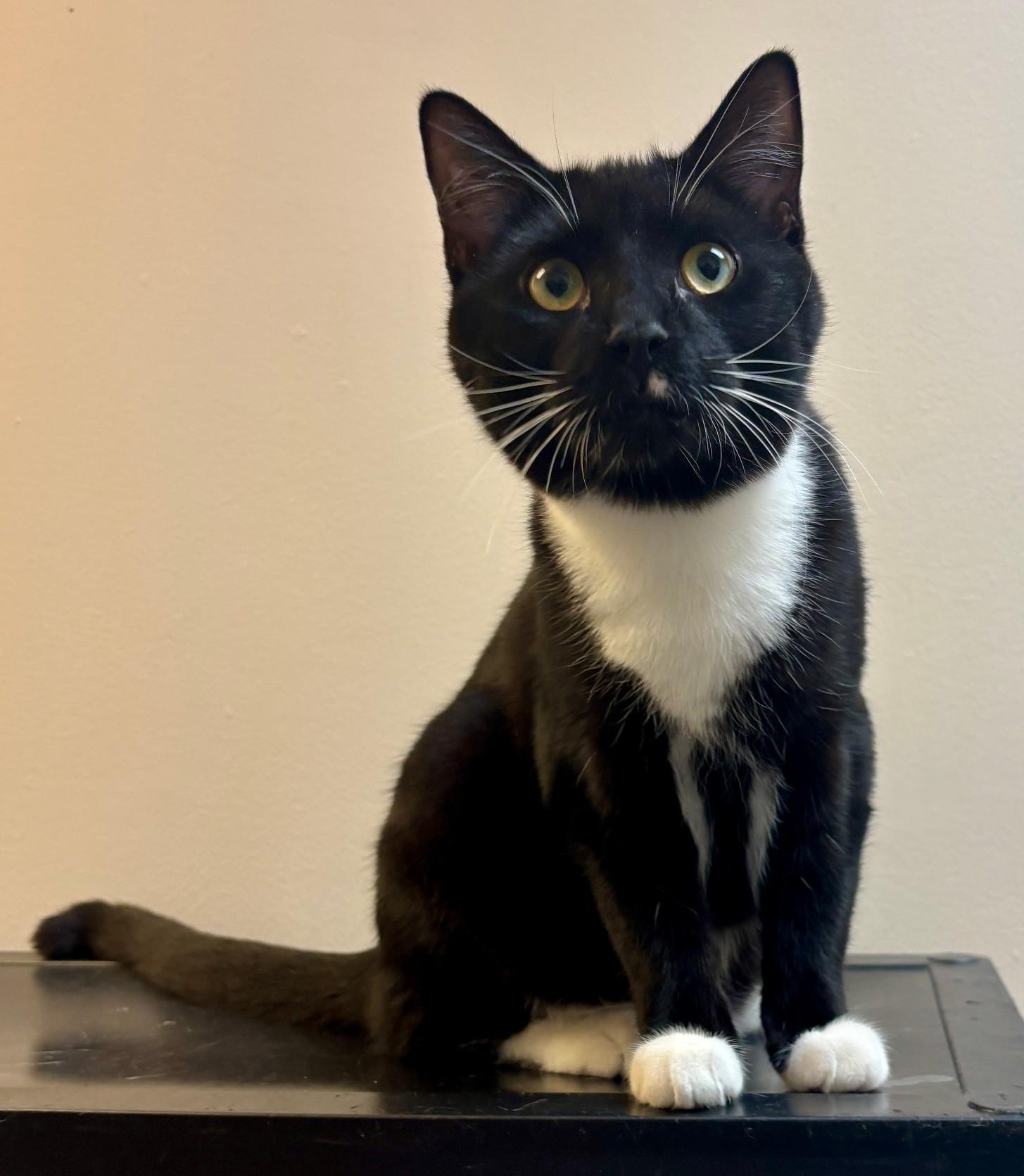 Enlarge Pigeon, an adoptable Domestic Short Hair in Dover, DE image 4/5